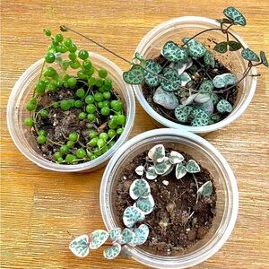 Bundle of strings plants